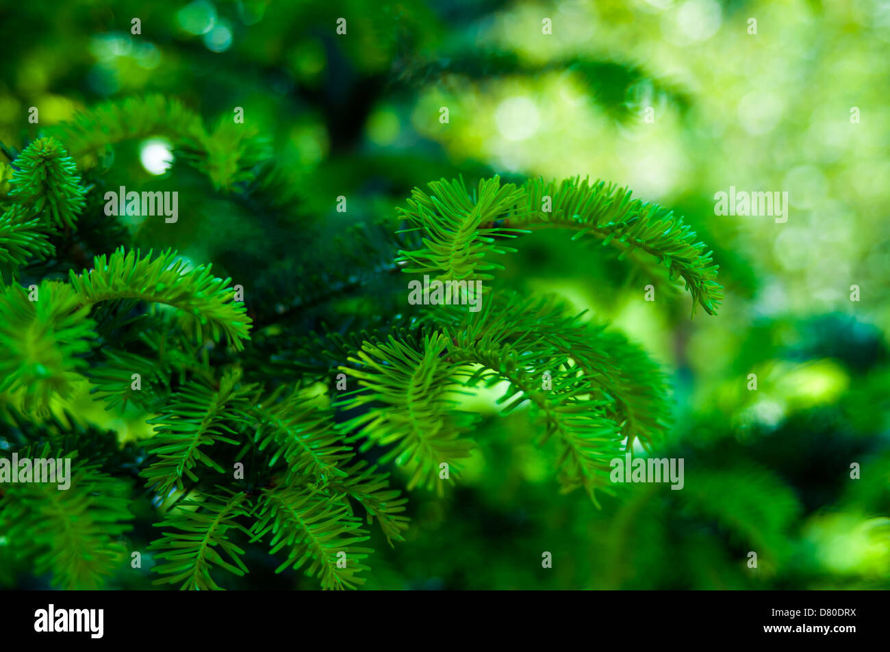 Green fir background Stock Photo - Alamy