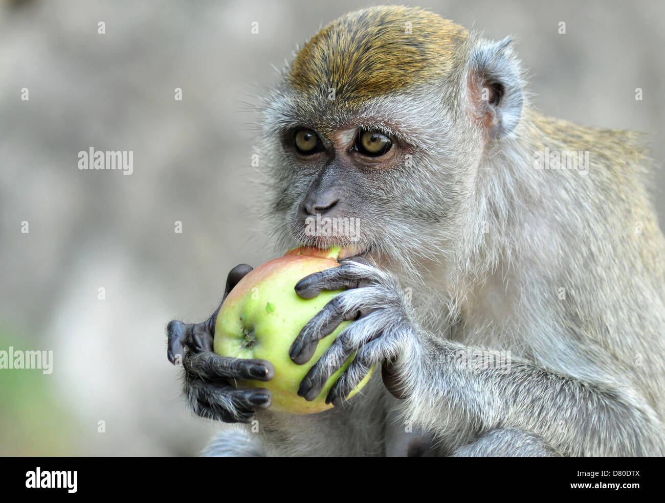A Monkey Eating an Apple Stock Photo Alamy