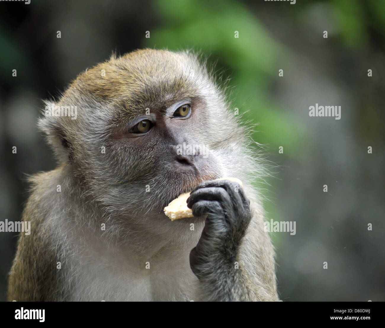 Monkey Eating a Biscuit Stock Photo Alamy