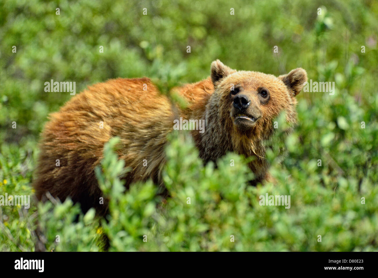 Grizzly bear, Ursus arctos, Three year old female Banff National Park Alberta Canada Stock Photo