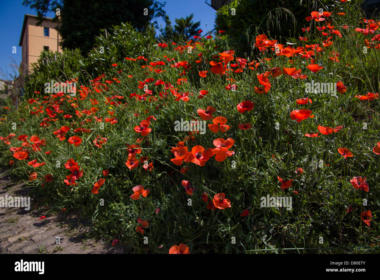 field of red poppies in the city, spring Stock Photo
