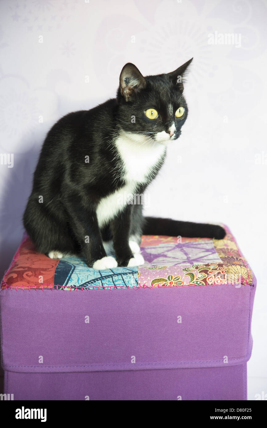 Cat Noir High Resolution Stock Photography And Images Alamy