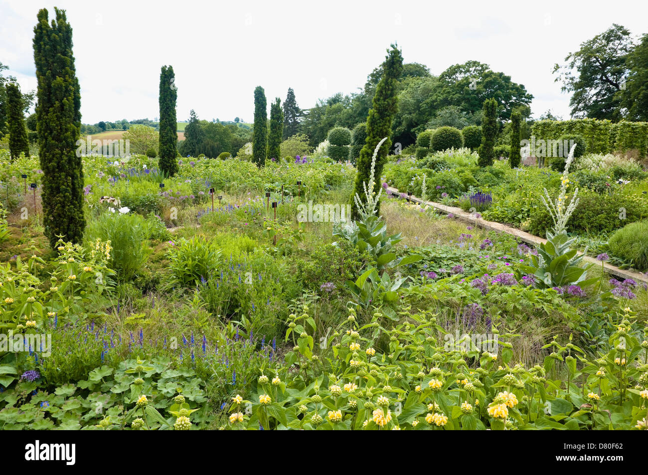 A mix of herbaceous planting, contrasting with pencil thin trees within the walled garden at Broughton Grange, Oxfordshire, UK. Stock Photo