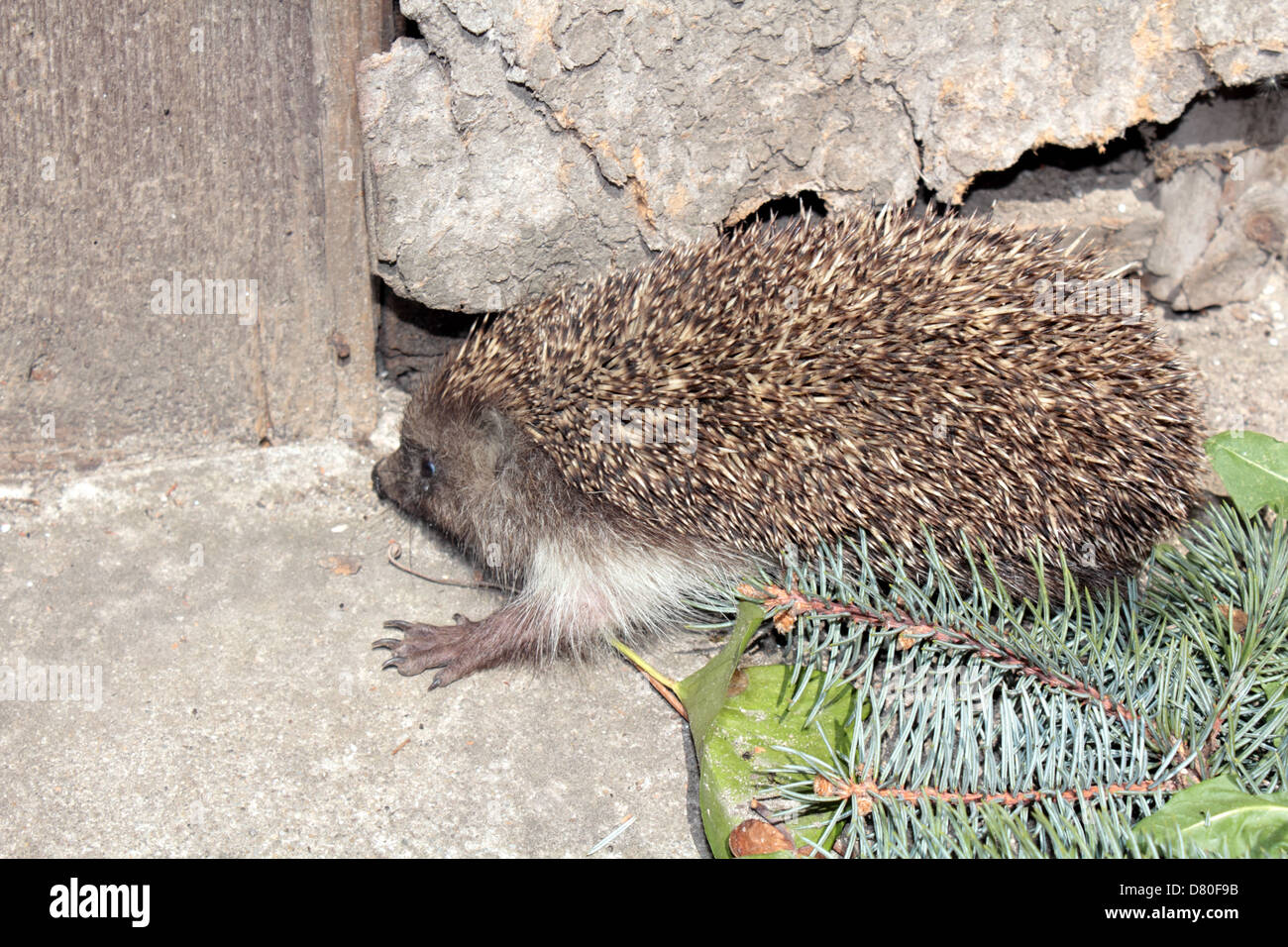 A cute hedgehog found in my garden. Stock Photo