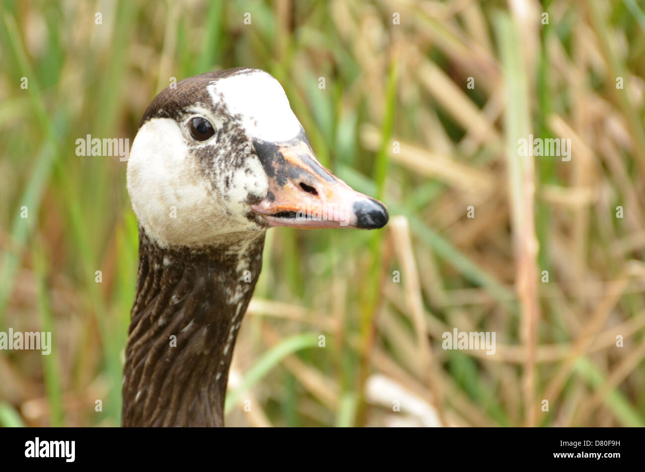 Beady eyes High Resolution Stock Photography and Images Alamy