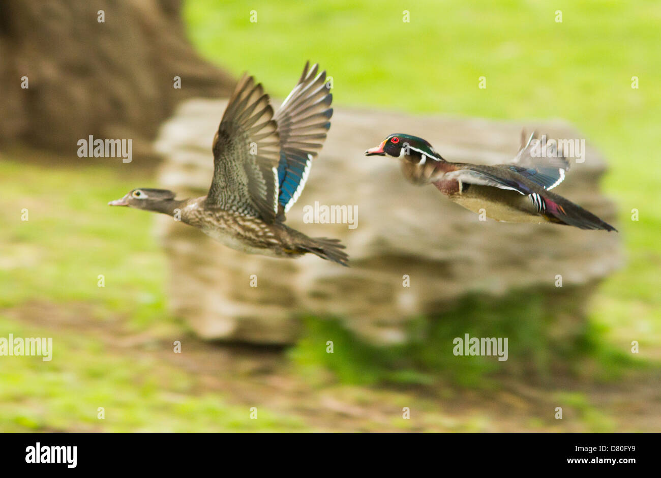 Wood Duck or Carolina duck pair in flight with panning motion effect. Stock Photo