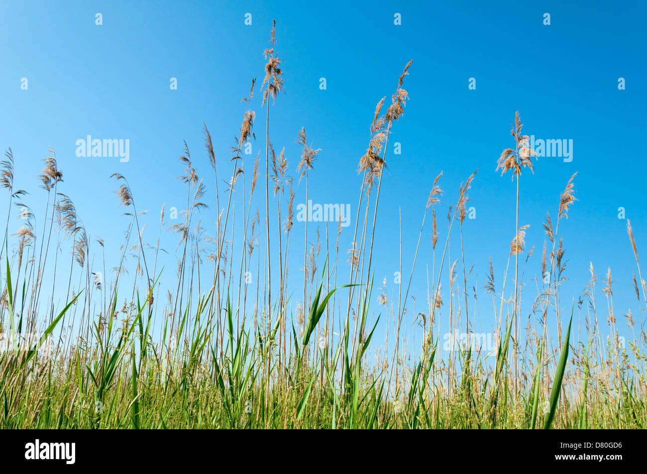 Stalks Vs Reeds Seedy reed stalks and head Stock Photo - Alamy