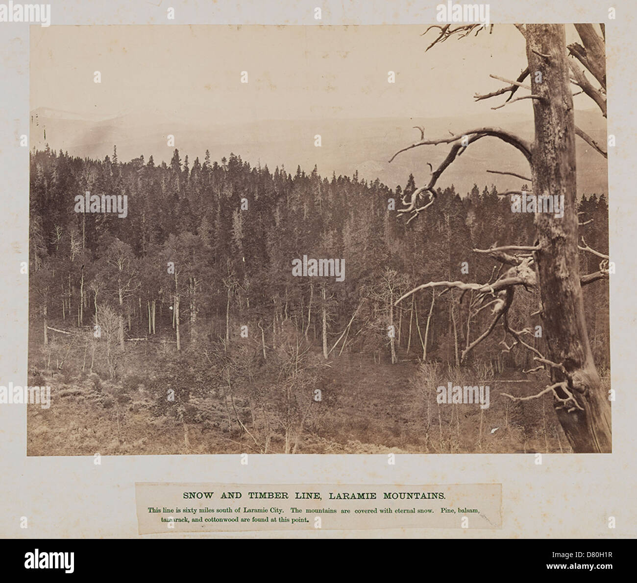 Snow about timber line hi-res stock photography and images - Alamy