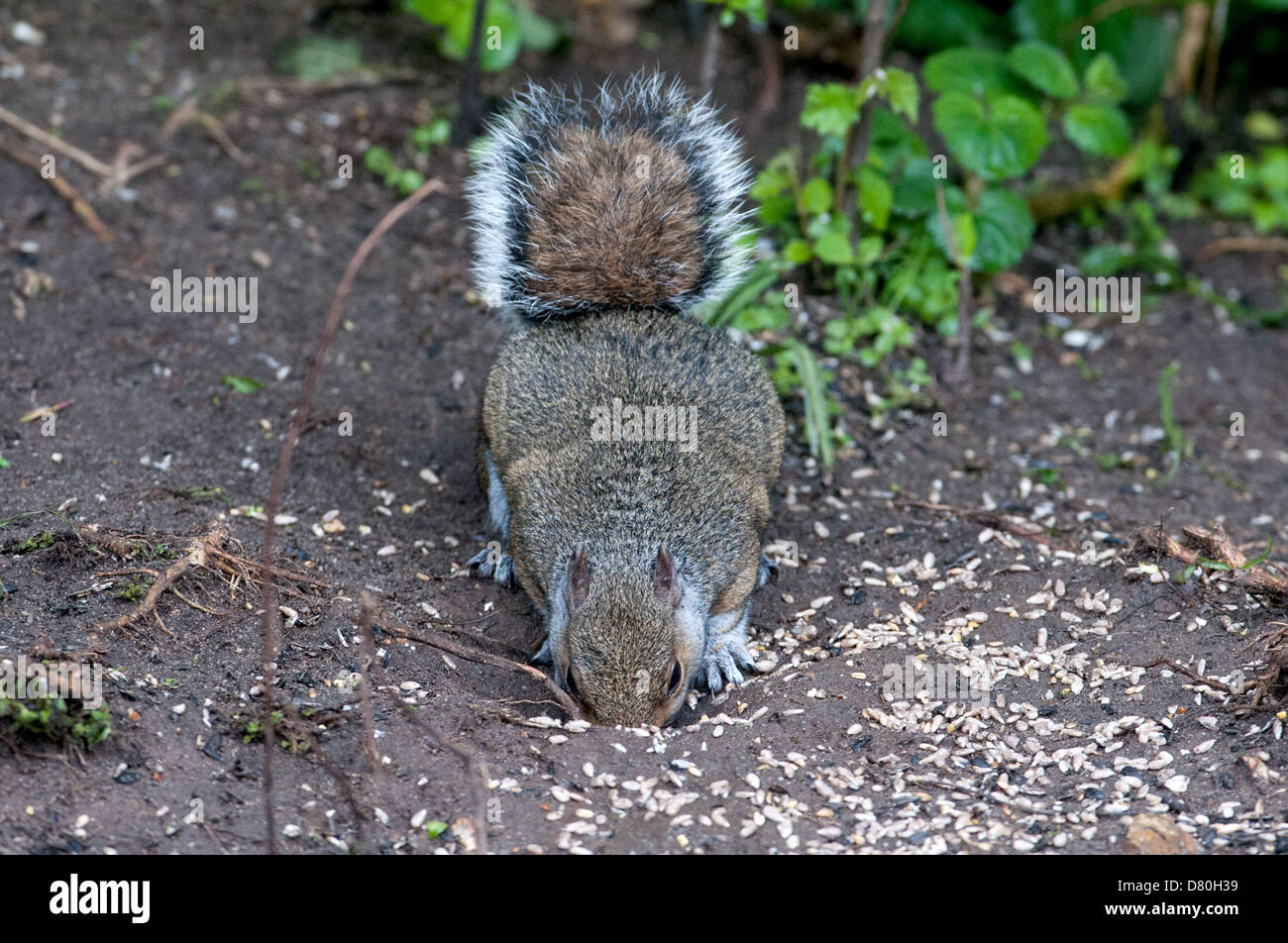 Grey Squirrel digging a hole in the earth UK Stock Photo Alamy