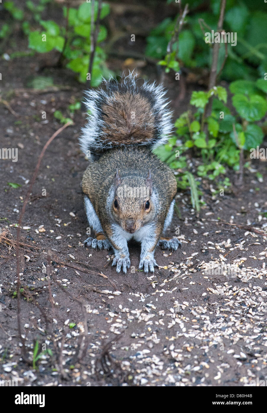 Grey Squirrel digging a hole in the earth UK Stock Photo Alamy