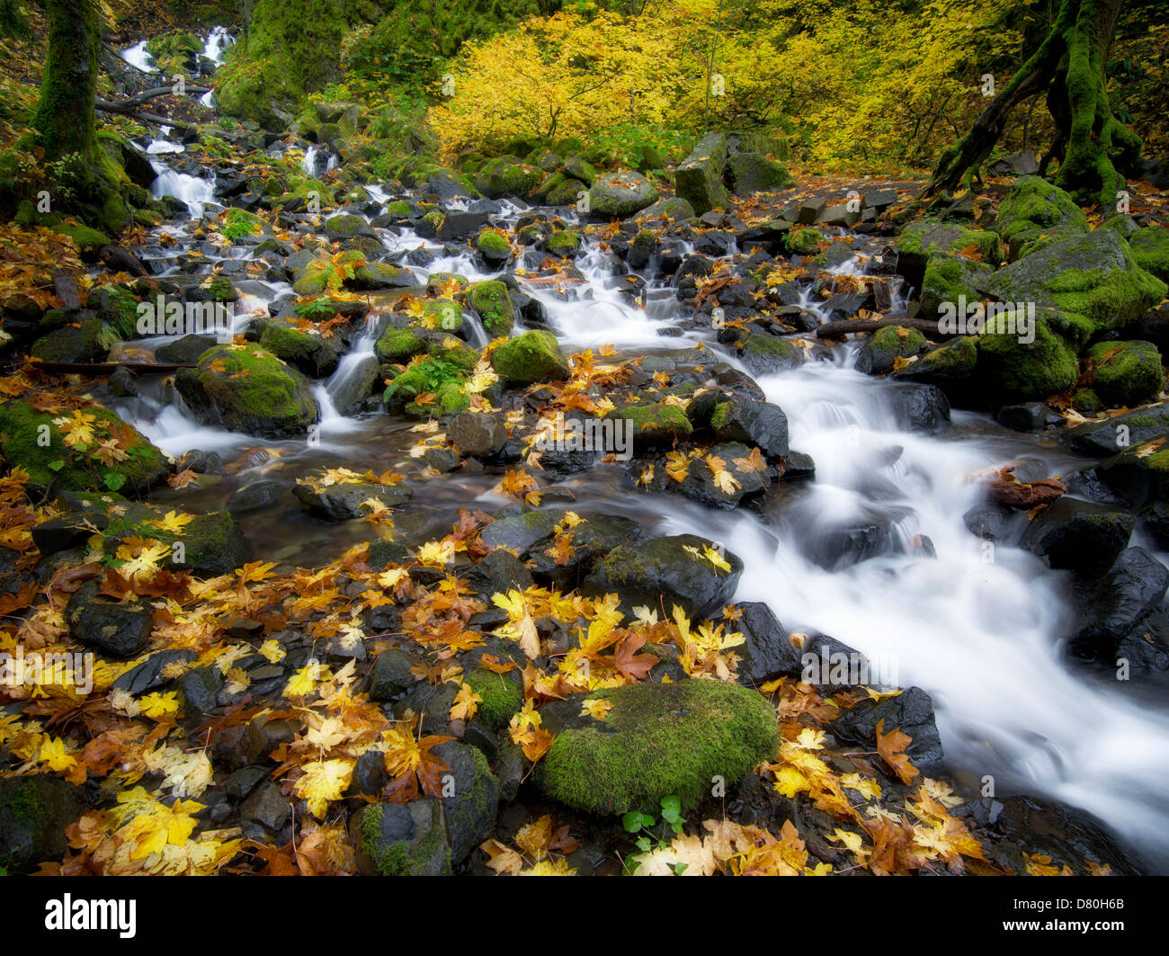 Starvation Creek with fall colors.Columbia River Gorge National Scenic Area, Oregon Stock Photo