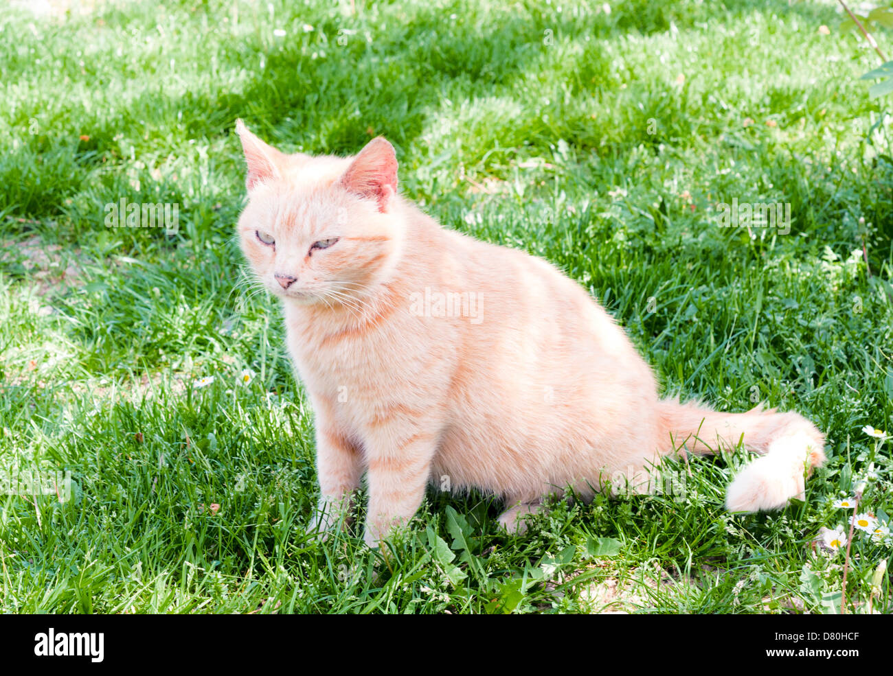 Yellow tom cat sitting on hi-res stock photography and images - Alamy
