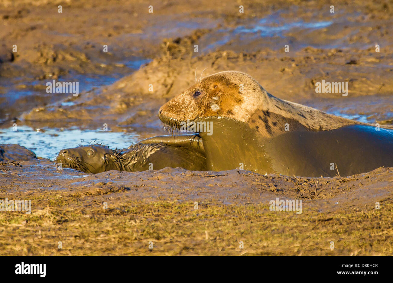 Grey Seal mother and pup in mudbath Stock Photo