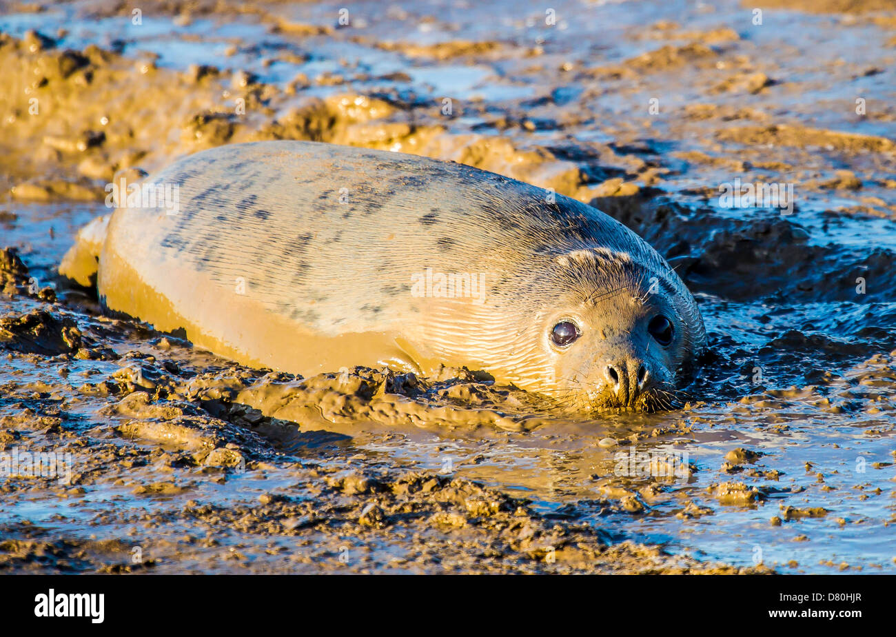 Grey Seal pup surfing through mud Stock Photo
