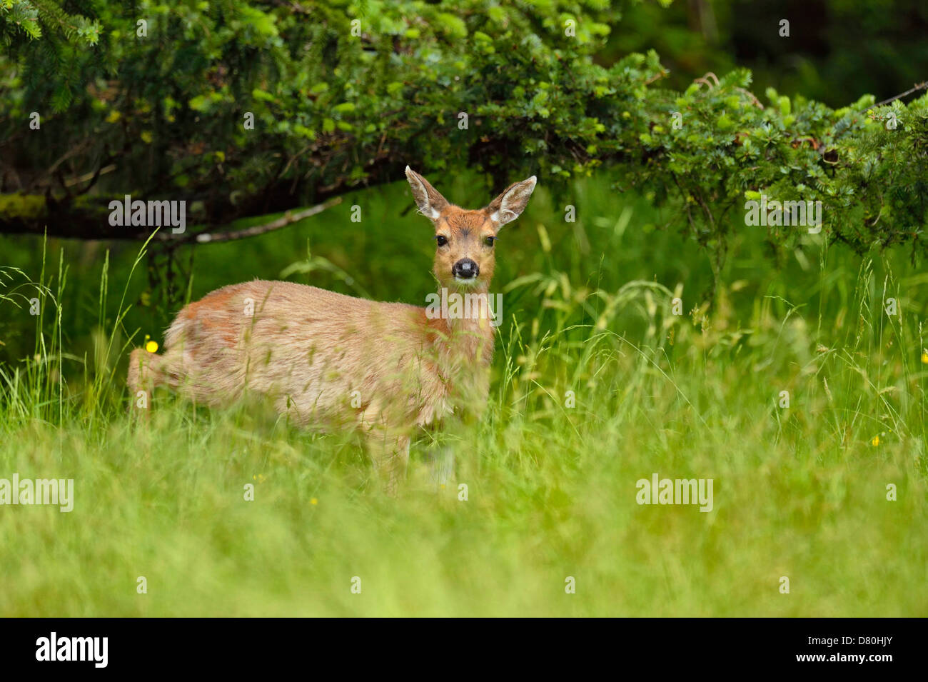 Sitka black-tailed deer Odocoileus hemionus sitkensis Graham Island Haida Gwaii British Columbia Canada Stock Photo