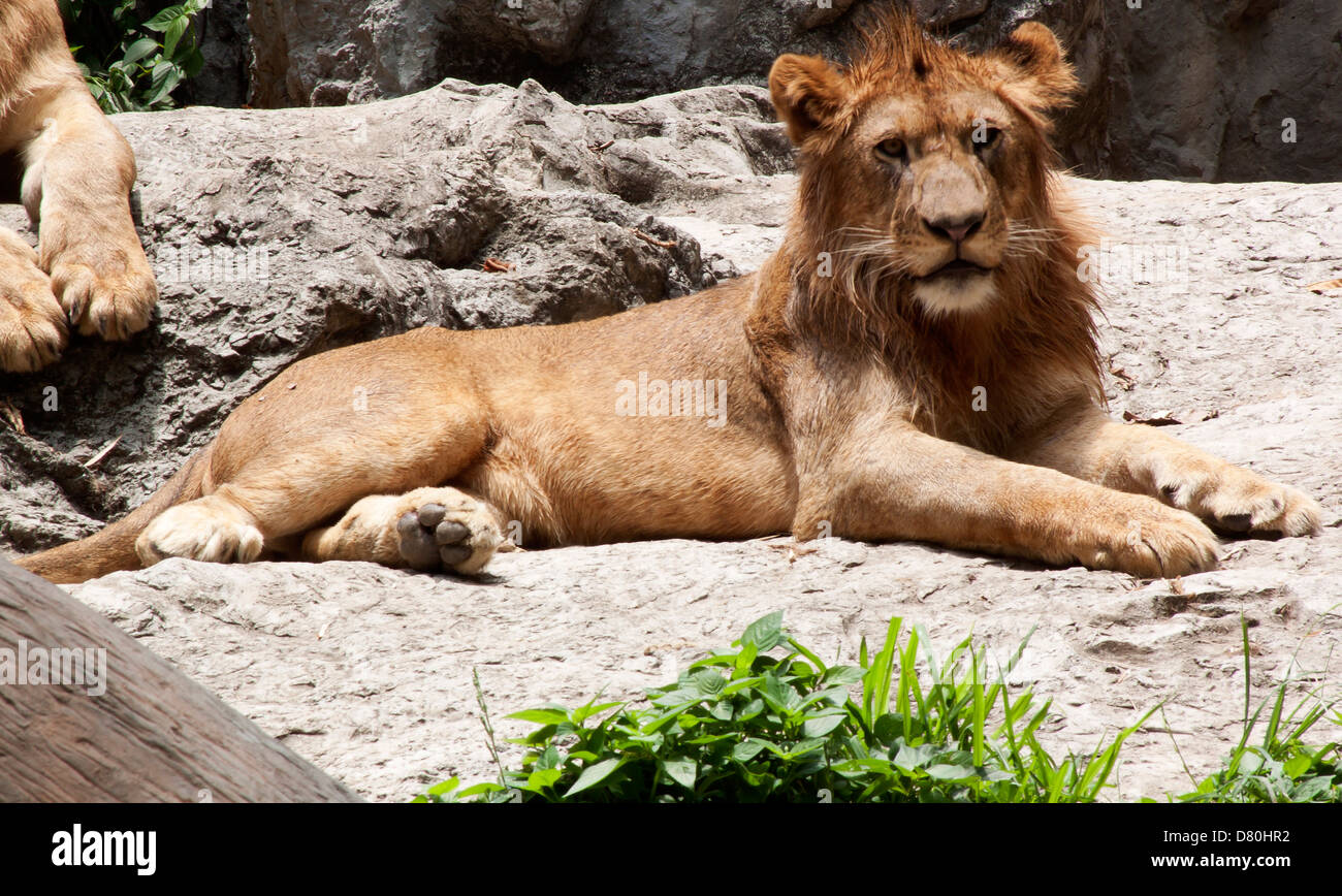 Lion Forest carnivorous wild animals. Natural wildlife. Stock Photo
