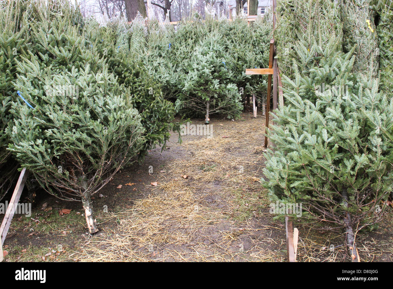 Christmas Tree's set up for purchase during the Holiday Season in St