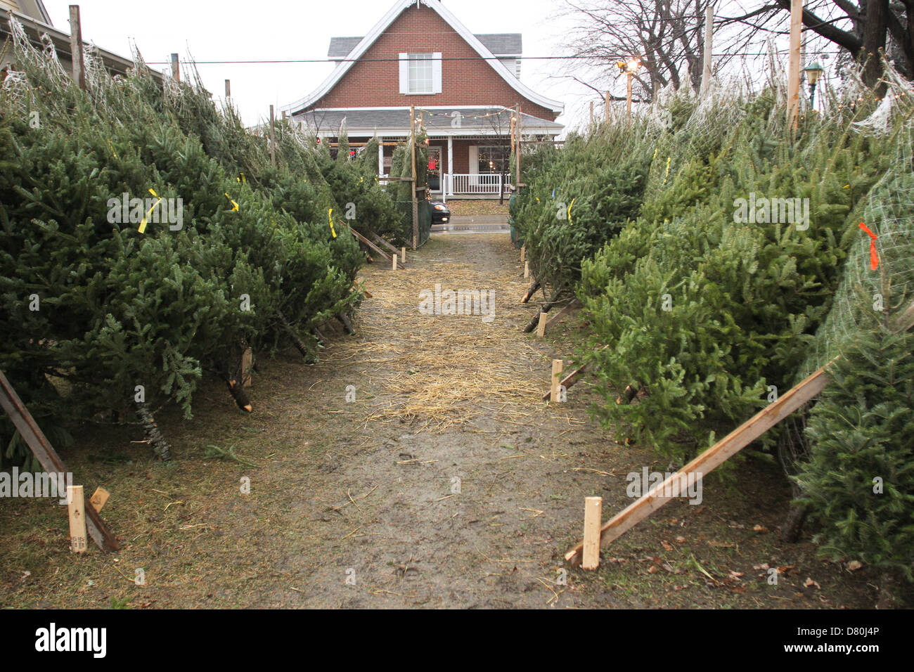 Christmas Tree's set up for purchase during the Holiday Season in St