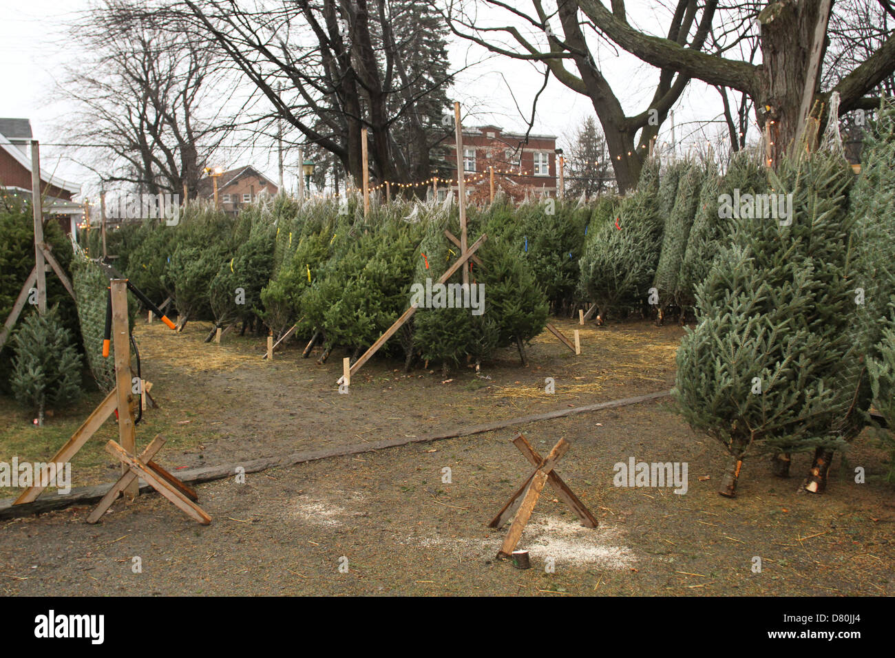 Christmas Tree's set up for purchase during the Holiday Season in St