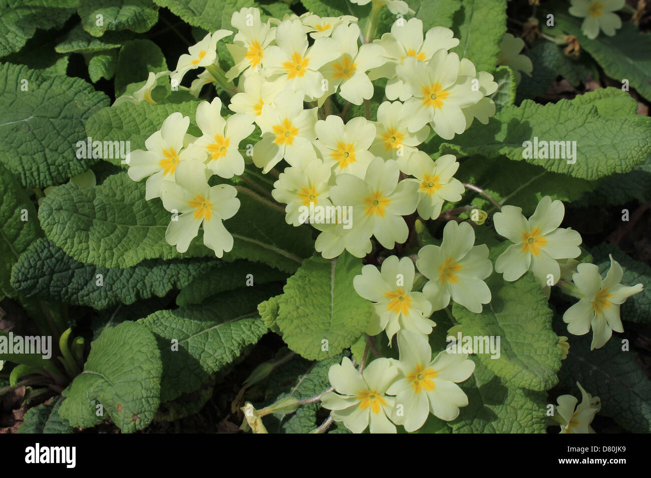 Primroses, primula vulgaris Stock Photo