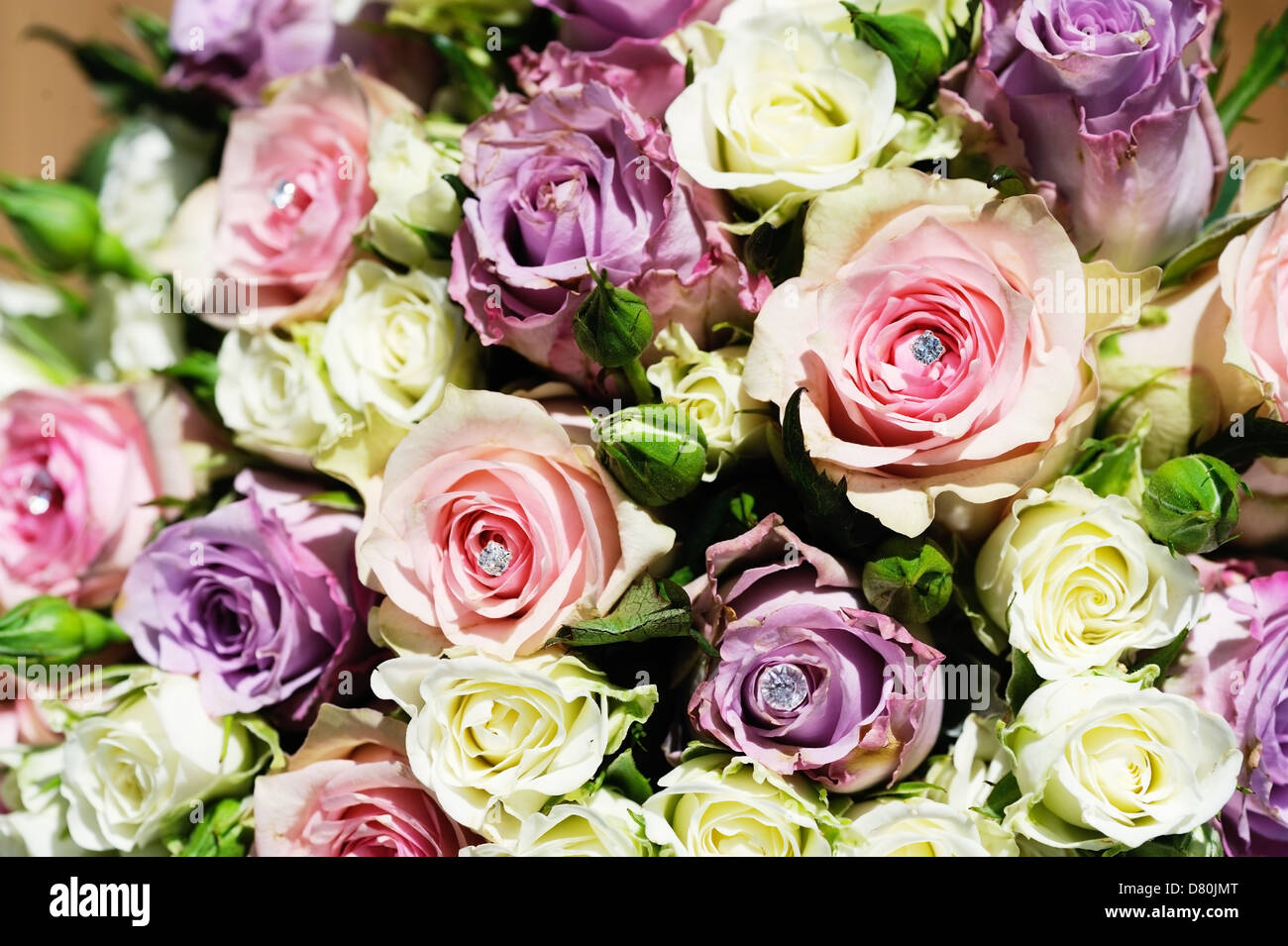 Brides bunch of flowers on wedding day is pink and purple roses closeup