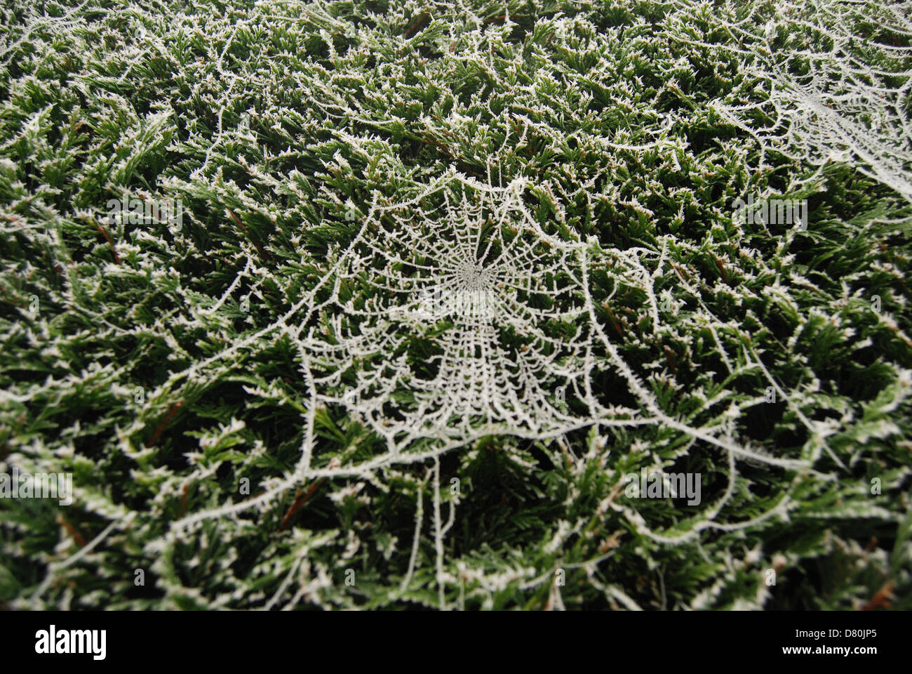 Frost on spider web hi-res stock photography and images - Alamy