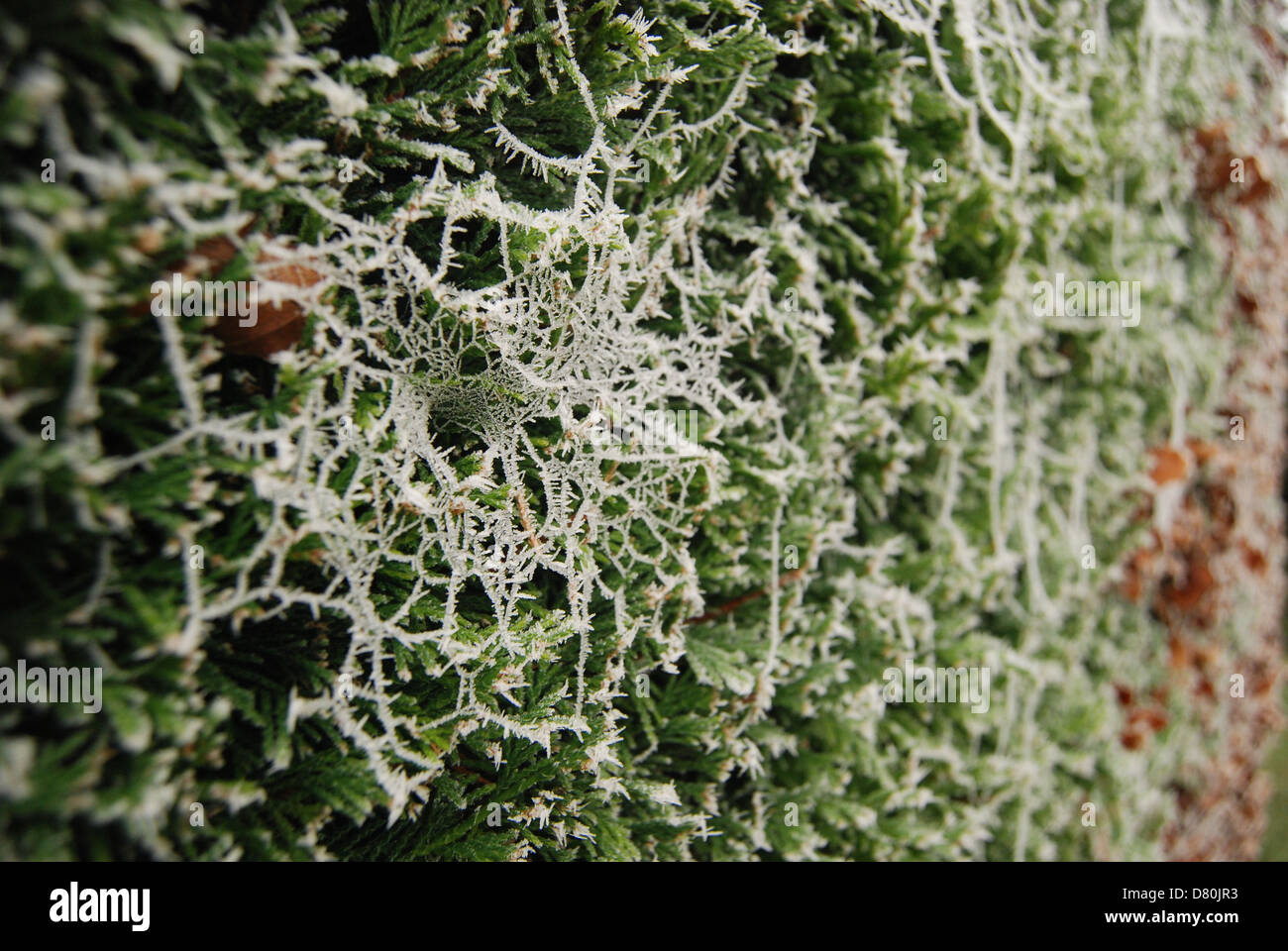 Frost on spider web hi-res stock photography and images - Alamy