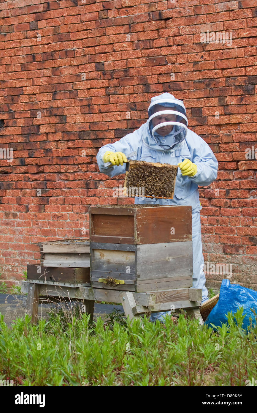 British Beekeeper removing a honeycomb frame from a bee hive to inspect it Stock Photo