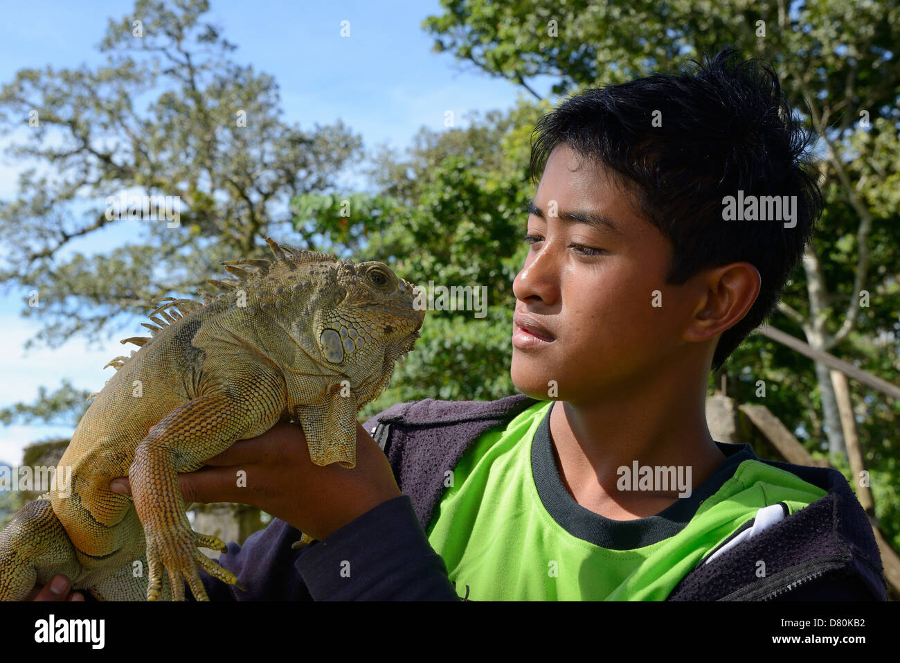 Indonesia, Bali, a man handing an iguana from the family of the iguanidae Stock Photo