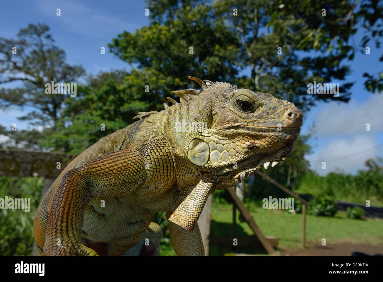 Indonesia, Bali, an iguana from the family of the iguanidae Stock Photo