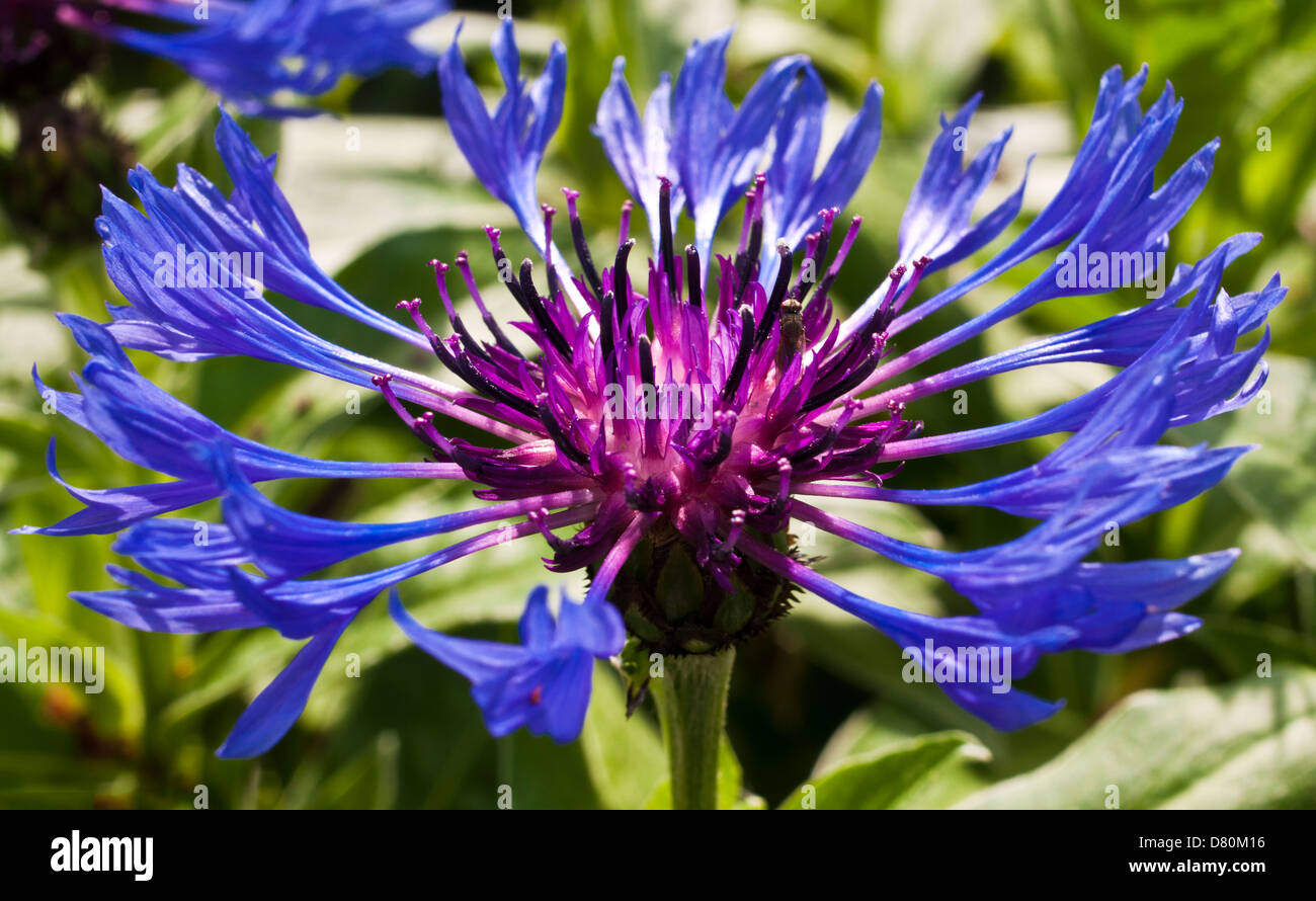 cornflower in garden Stock Photo Alamy