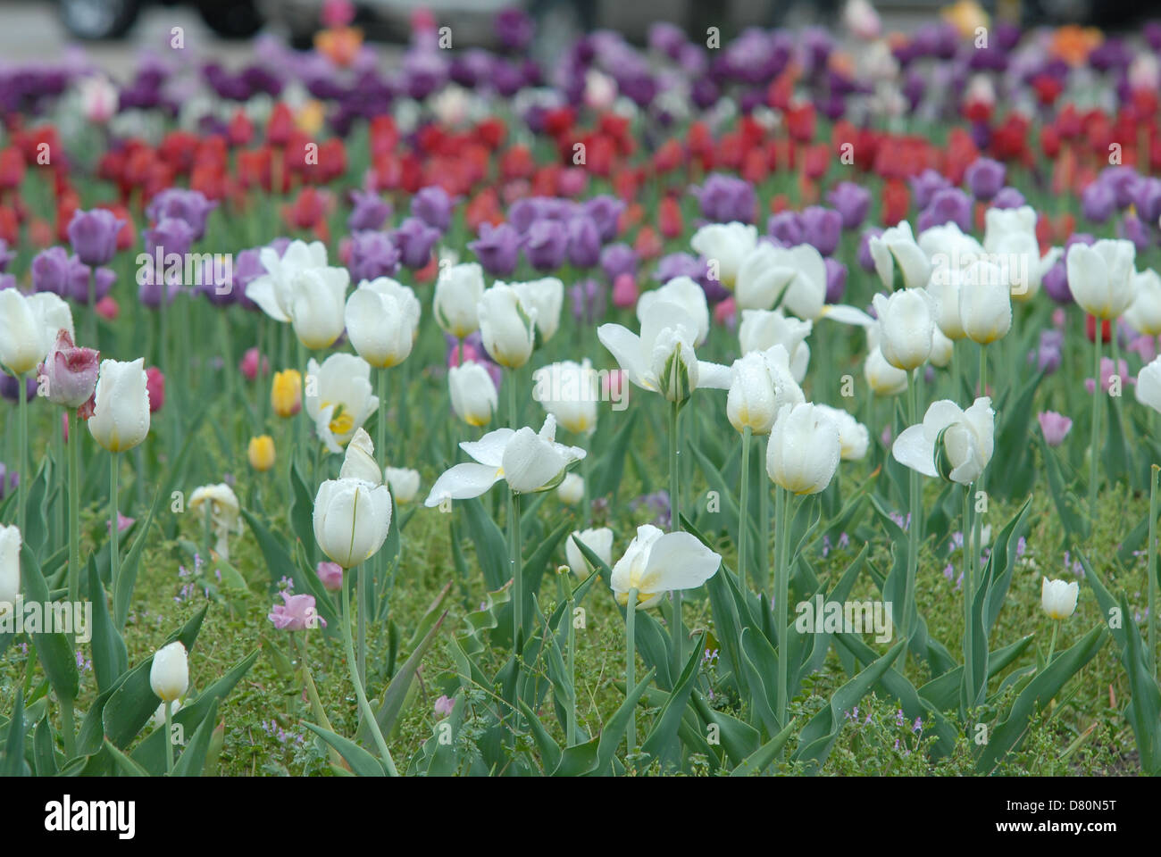 Beds of purple, red and white tulips at Tulip Time in Holland, Michigan. Stock Photo