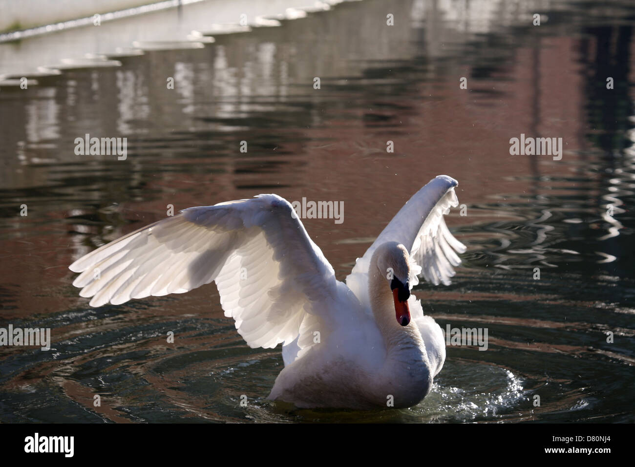 Mute swan (Cygnus olor) backlit lowkey Oxford Canal Oxford Oxfordshire