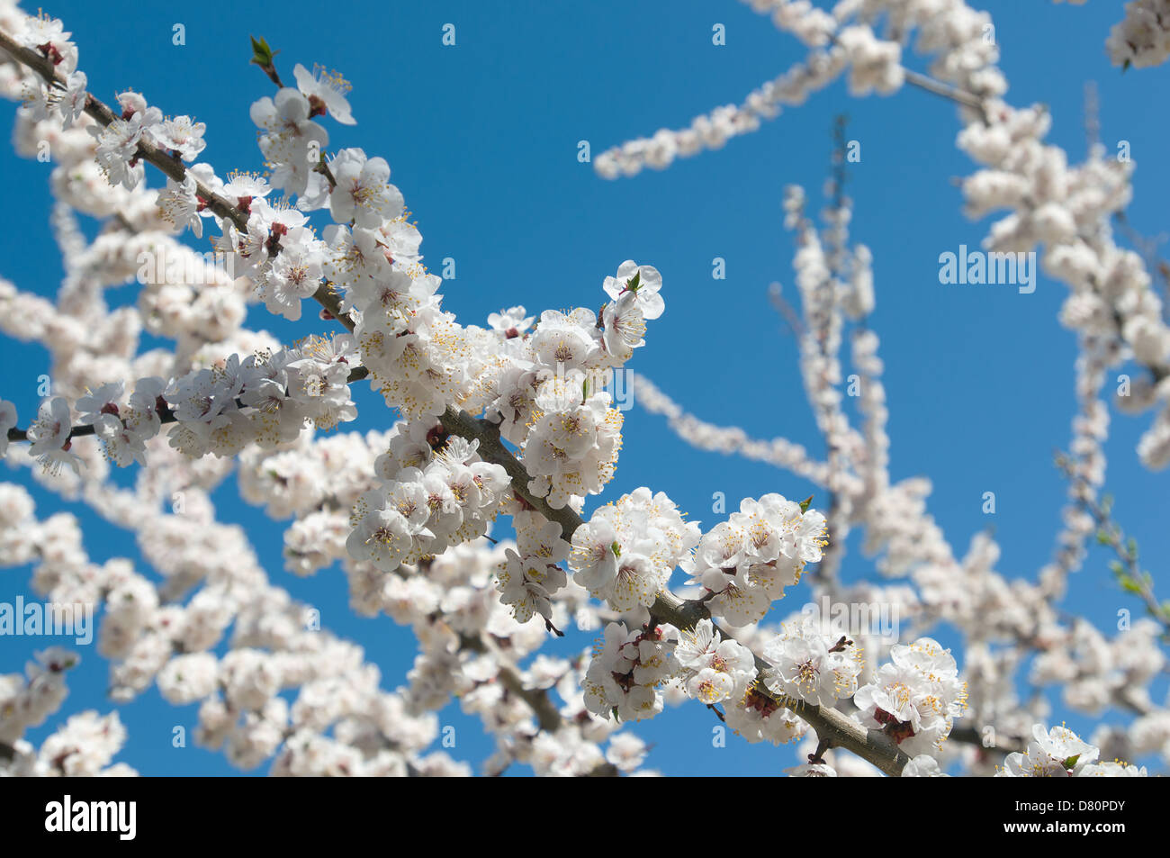 Cherry blossoms sunlight hi-res stock photography and images - Alamy