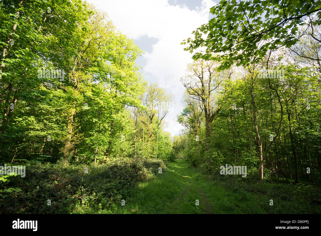 OXFORDSHIRE, UK. A path through Wytham Great Wood near Oxford. 2013. Stock Photo