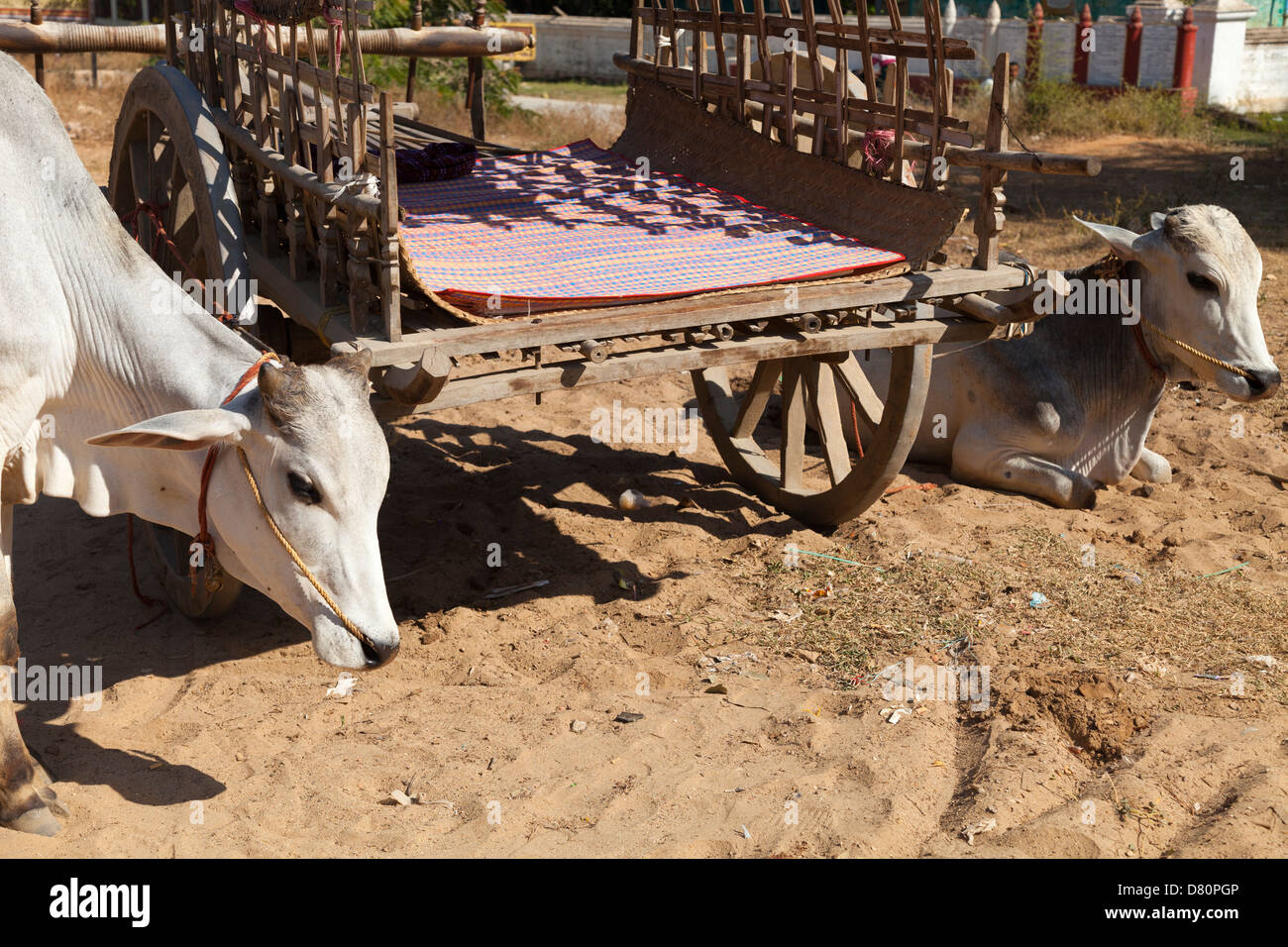 Bullocks resting by their cart in Mingun, Myanmar Stock Photo