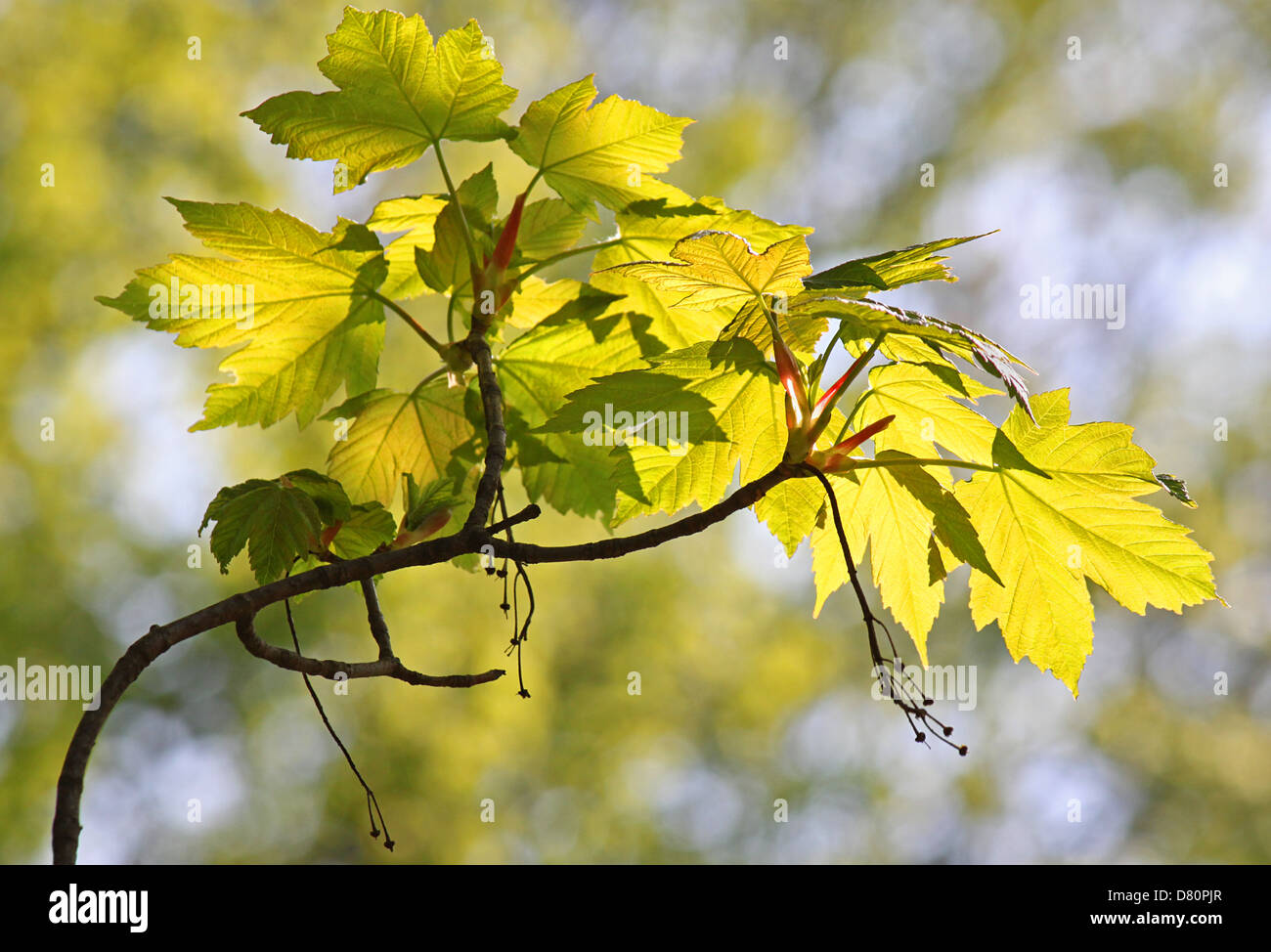 branch of tree at spring Stock Photo