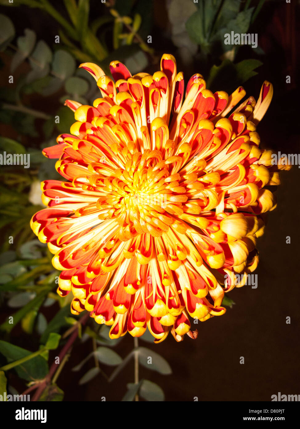 Chrysanthemum colours hi-res stock photography and images - Alamy