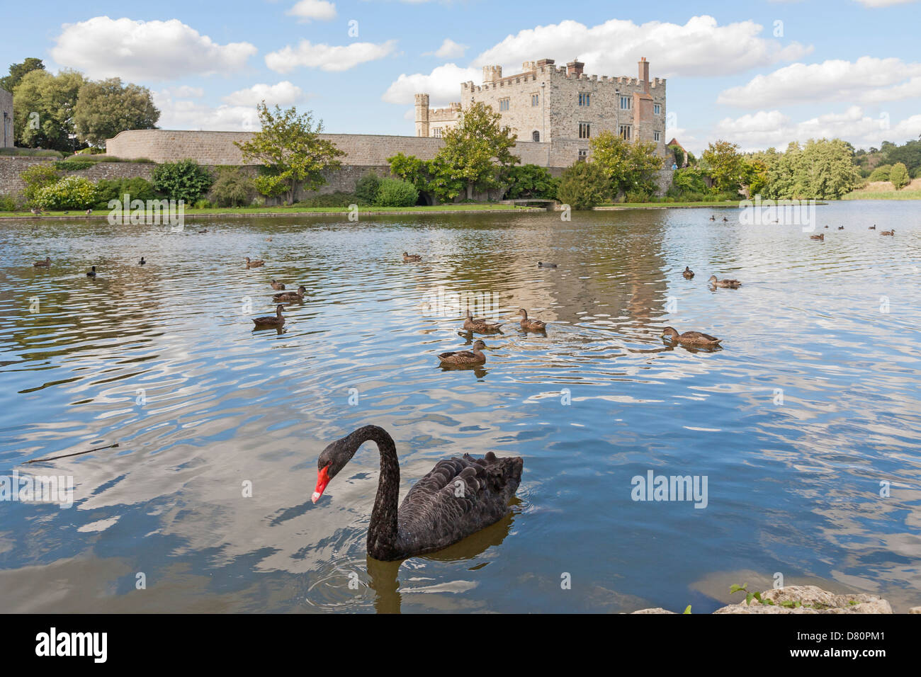grænse Jeg spiser morgenmad I særdeleshed Black swan (Cygnus atratus) and mallard ducks in moat at Leeds Castle,  Kent, a leading tourist attraction in south-east England Stock Photo - Alamy