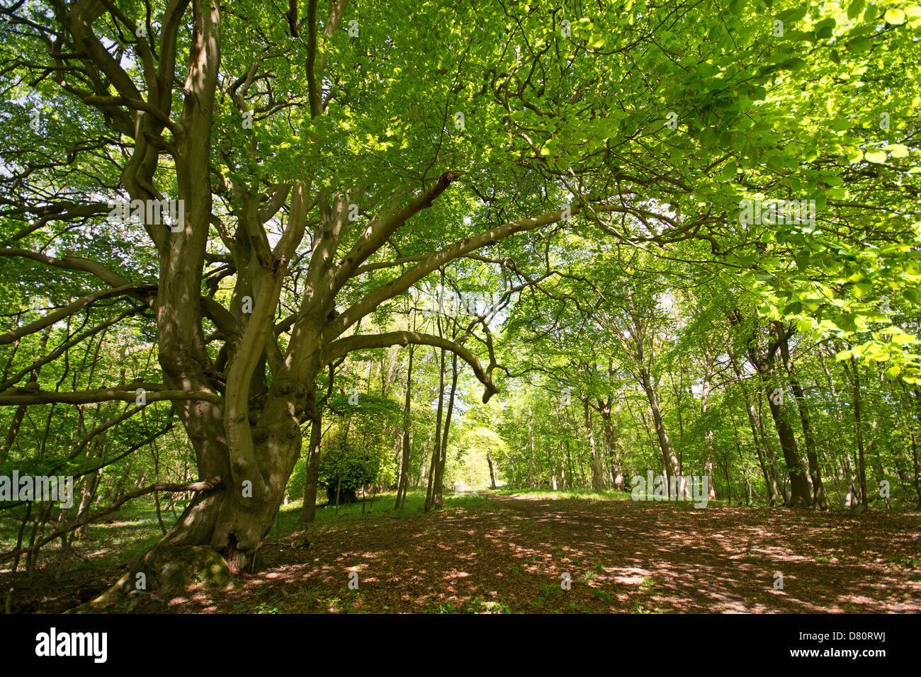 OXFORDSHIRE, UK. A shady tree-lined path in Wytham Woods near Oxford. 2013. Stock Photo