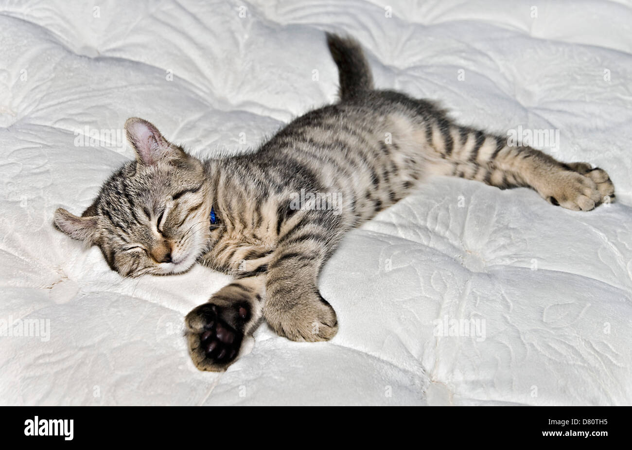 Cute Highlander Lynx kitten asleep on a mattress. Stock Photo