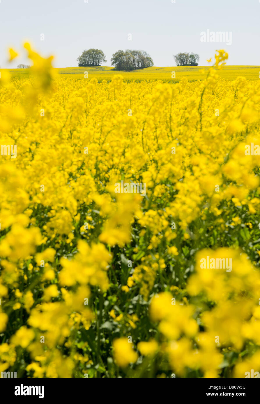 Petite râpe en métal sur fond bicolore. Compositi minimaliste Photo Stock -  Alamy