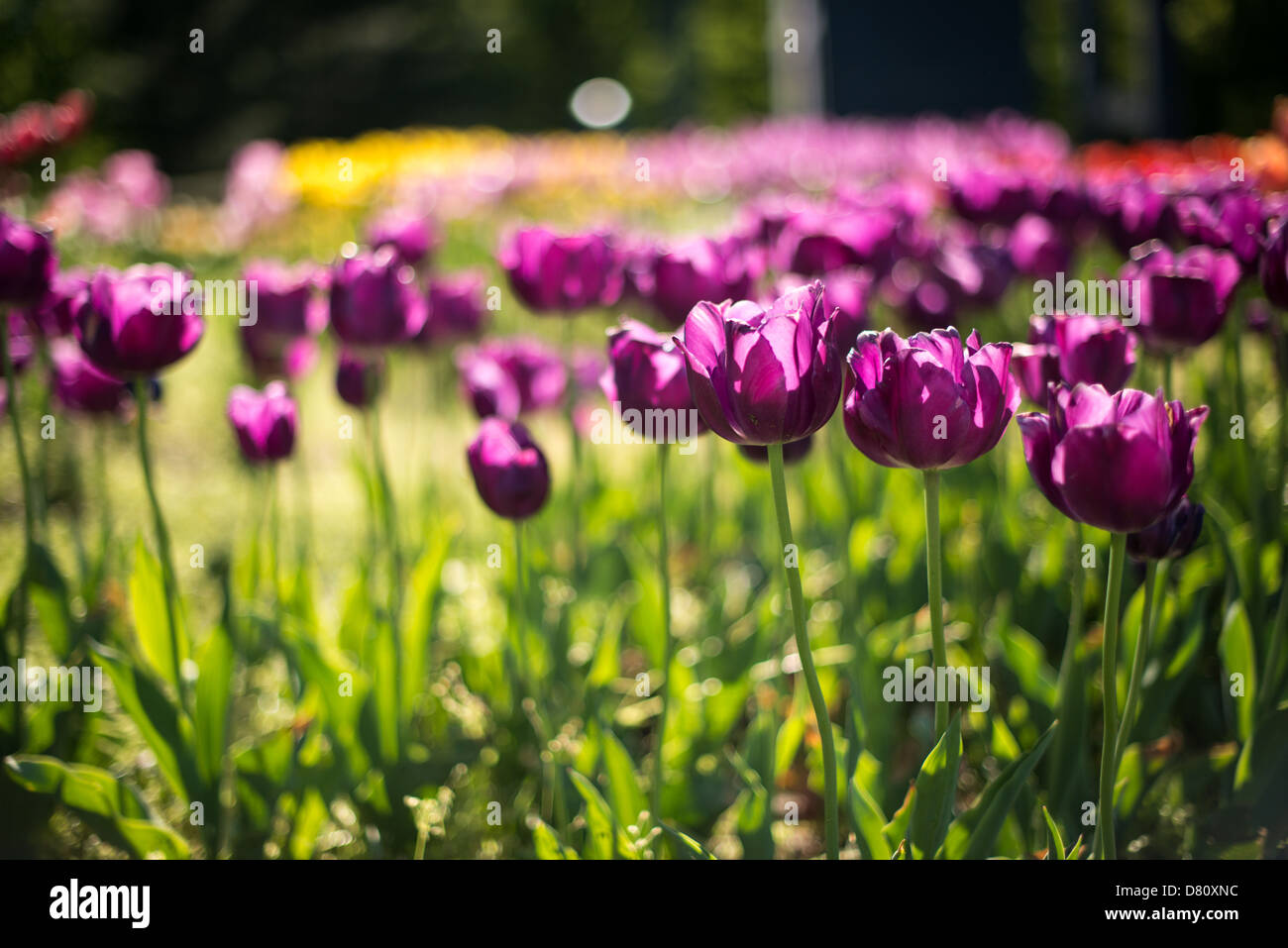 Purple tulips in bloom at the Netherlands Carillon next to Arlington National Cemetery and the Iwo Jima Memorial. First donated in 1954, the Carillon was moved to its current location in 1960. It was a gift of the Netherlands to the United States in thanks for US aid during World War II. Stock Photo
