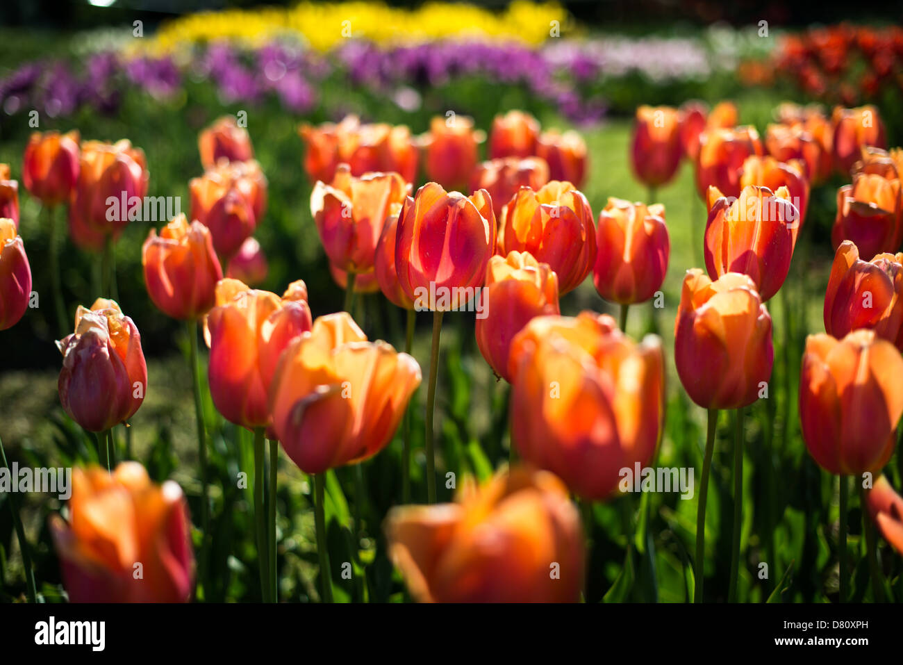 Color tulips in bloom at the base of the Netherlands Carillon next to