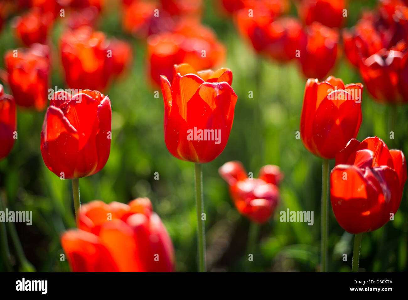 Beautiful red tulips in bloom at the Netherlands Carillon next to Arlington National Cemetery and the Iwo Jima Memorial. First donated in 1954, the Carillon was moved to its current location in 1960. It was a gift of the Netherlands to the United States in thanks for US aid during World War II. Stock Photo