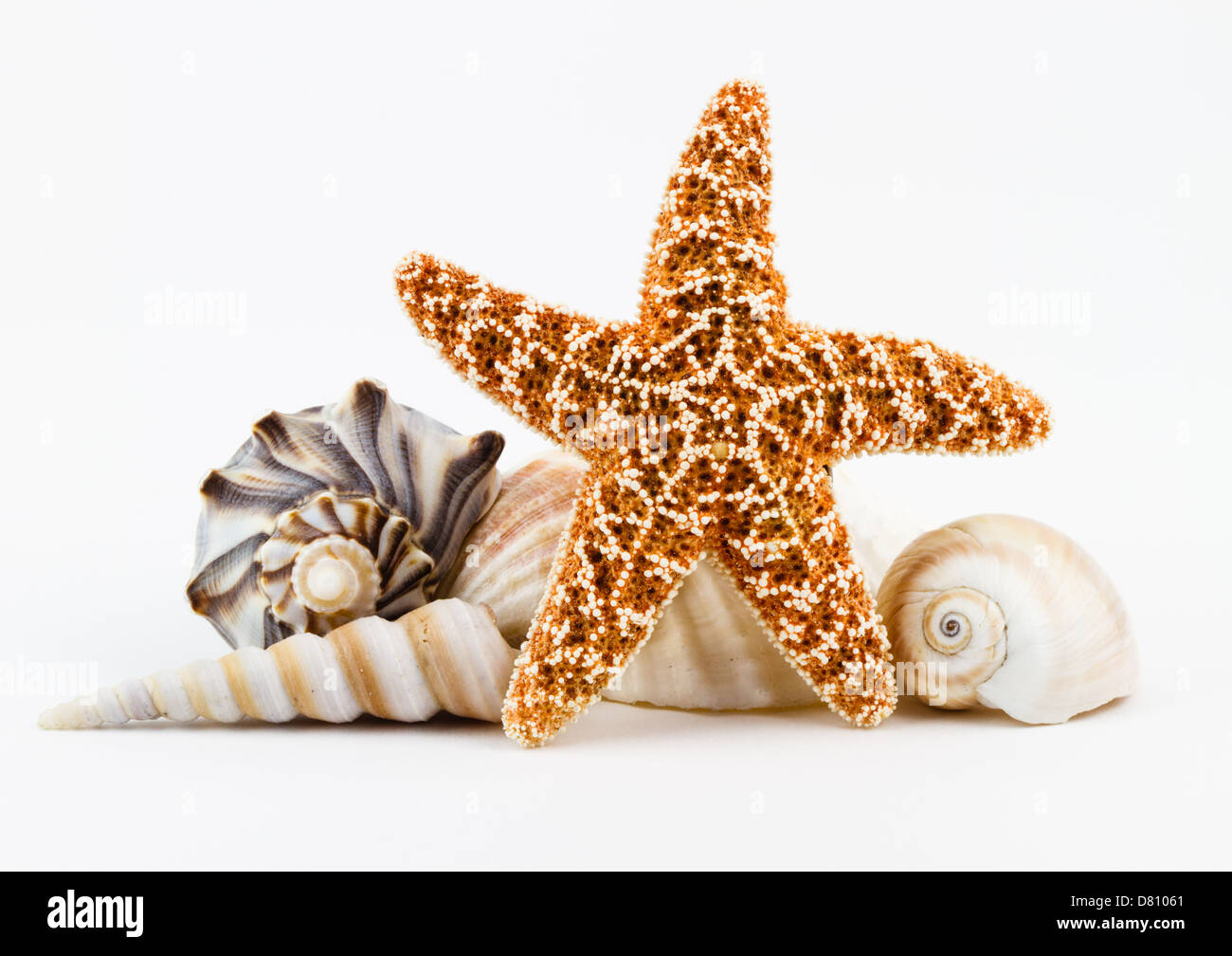 Sugar starfish and various seashells isolated against a white background. Stock Photo
