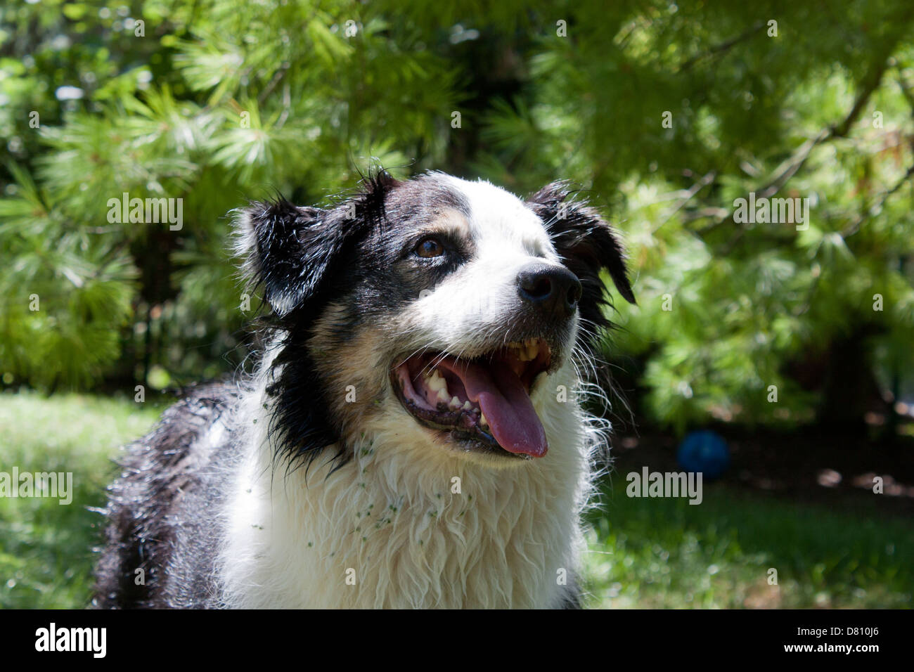 A Playful and happy Australian Shepherd dog wet and covered with burrs waits for someone to throw a ball Stock Photo