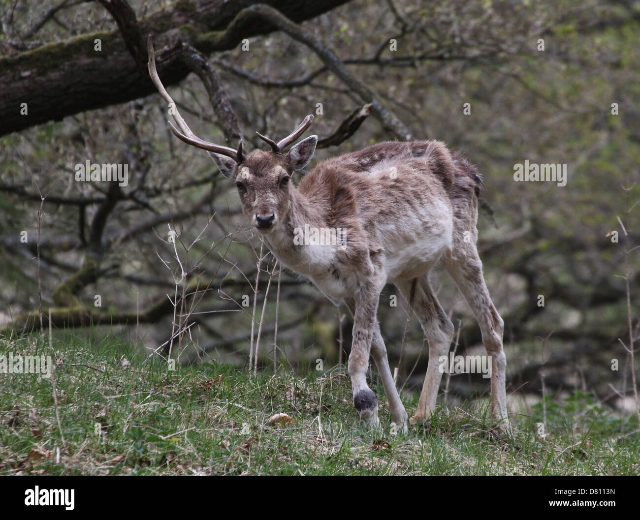 Close-up portrait of a wounded and emaciated male stag Fallow Deer ( Dama Dama) Stock Photo