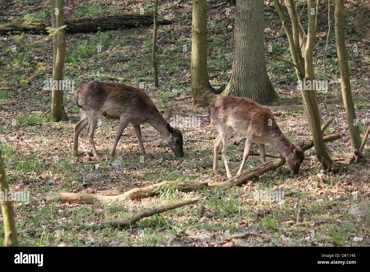 Close-up portrait of two female doe Fallow Deer ( Dama Dama) grazing in the forest Stock Photo
