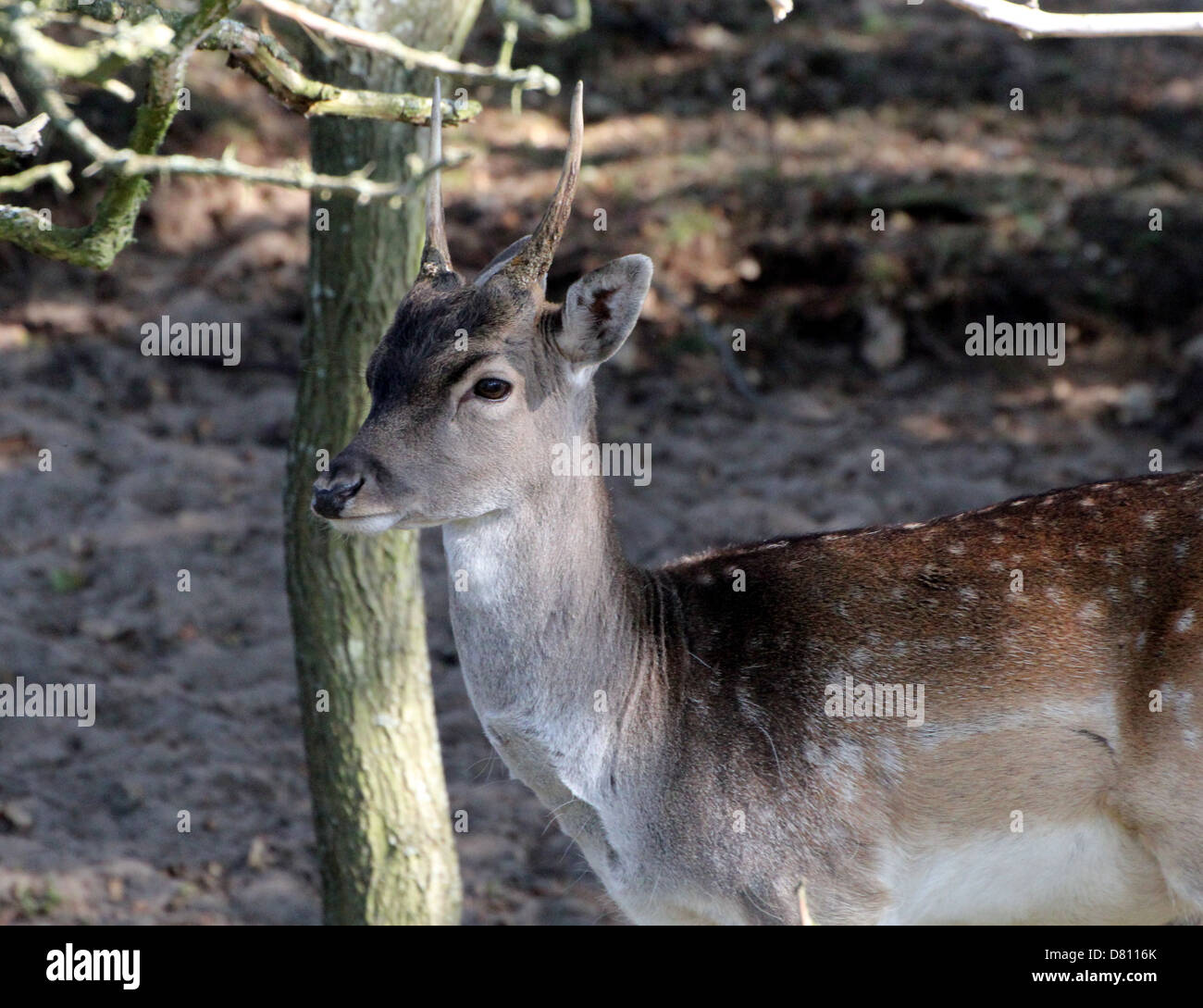 Close-up portrait of a young male stag Fallow Deer ( Dama Dama) Stock Photo